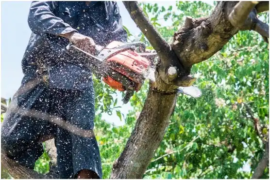 tree services Rocky Ridge